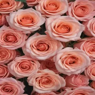 roses background aesthetic