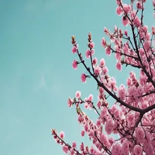 aesthetic spring wallpaper