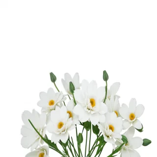 flowers with white background