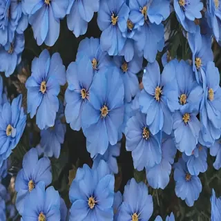 blue flowers aesthetic