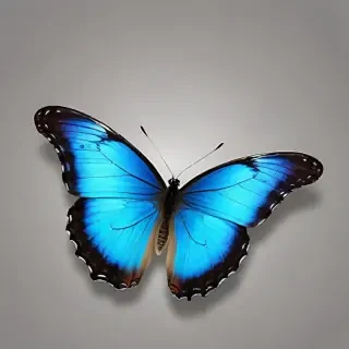 blue butterfly png