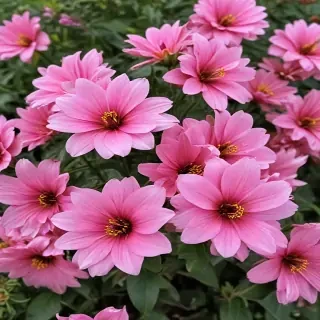 flower pictures