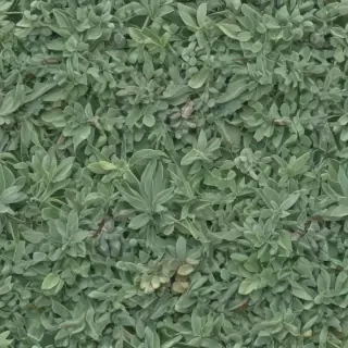 sage green bg
