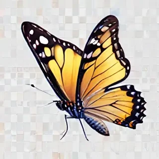 transparent background butterfly clipart