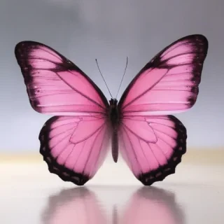 pink butterfly images
