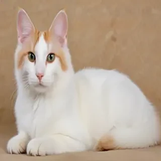 turkish van cat breed