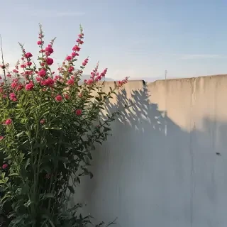border aesthetic