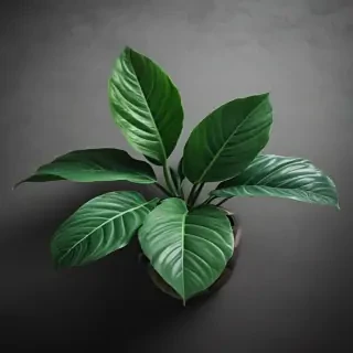 plant iphone wallpaper
