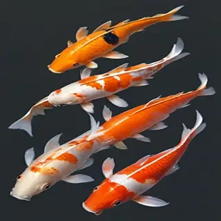 koi fish png