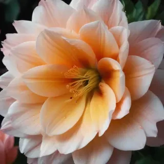 flower wallpaper iphone