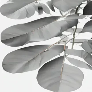 eucalyptus clipart black and white