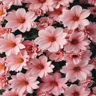 aesthetic flower wallpaper