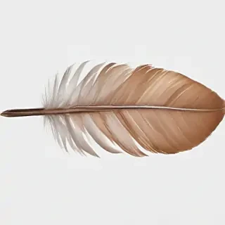 feather png