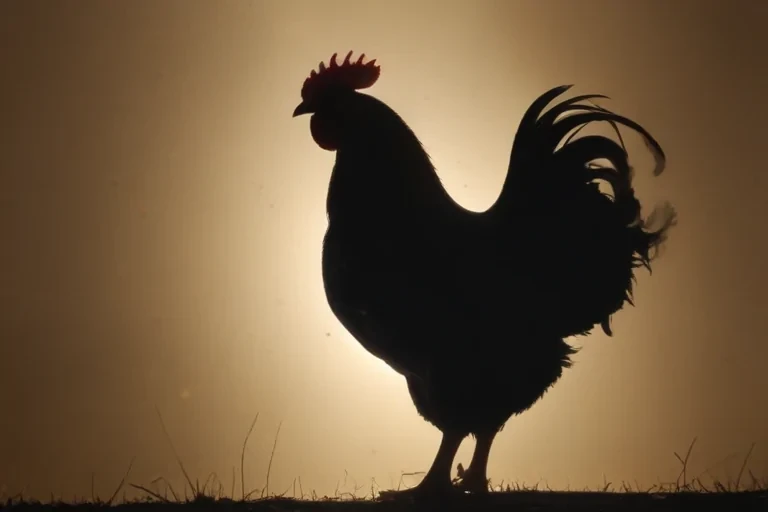 silhouette of a chicken