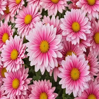 chrysanthemum png