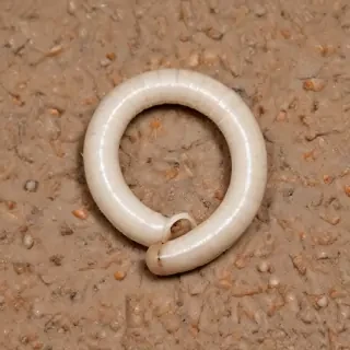ring worm images
