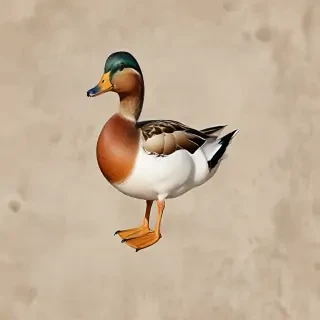 duck clipart