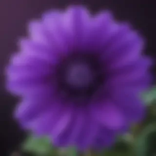 purple flower iphone wallpaper