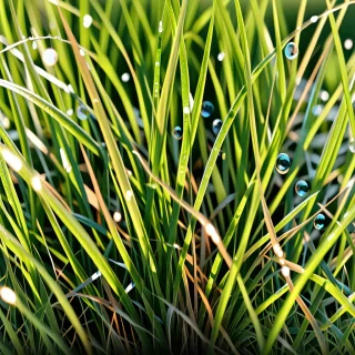 transparent grass