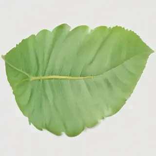 green leaf png