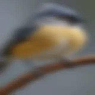titmouse bird