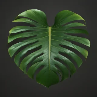 monstera png