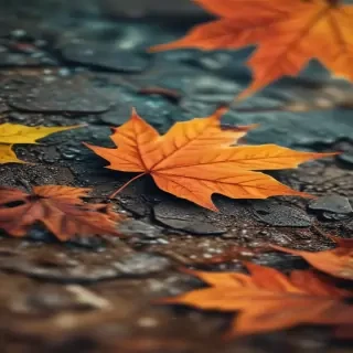 iphone wallpaper fall
