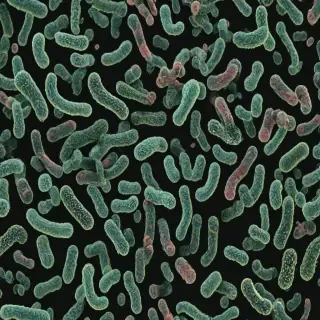 bacteria png