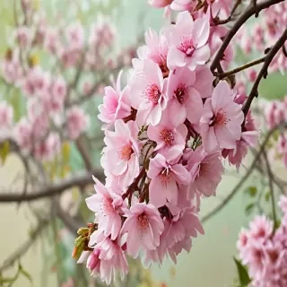 springtime wallpaper