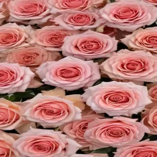 roses backgrounds