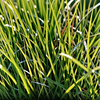 transparent grass