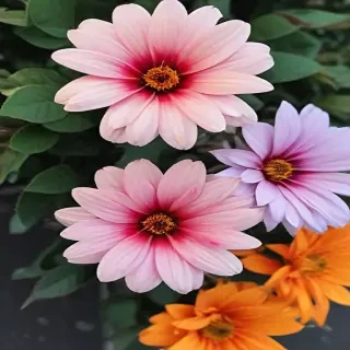 phone backgrounds flowers