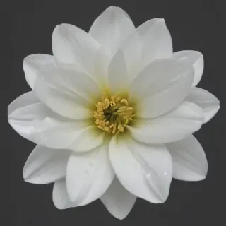 white flower png