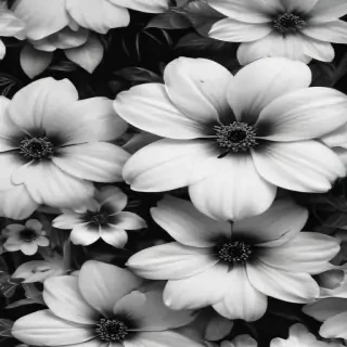 black and white flower background