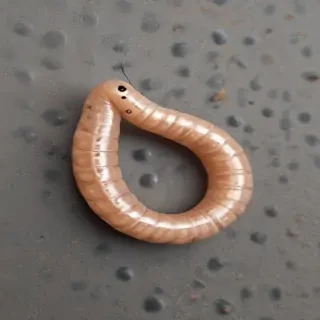 ring worm images