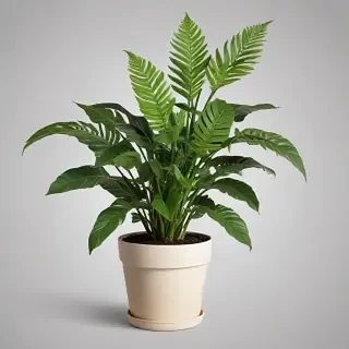 plants no background