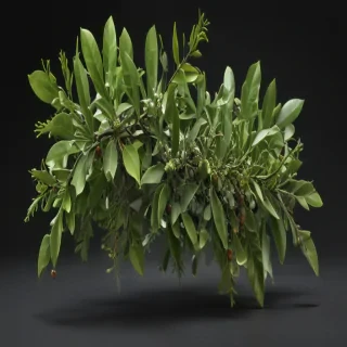mistletoe png