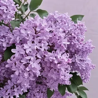 lilac aesthetic