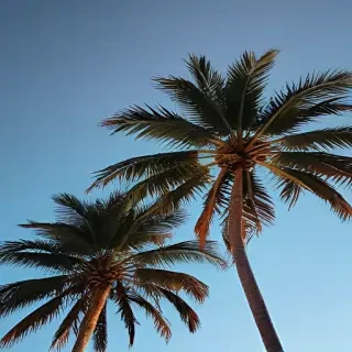 palm tree background