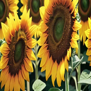 sunflower iphone background