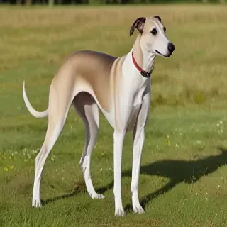 greyhound dog breed