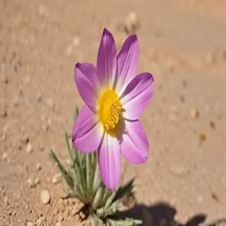 desert flower