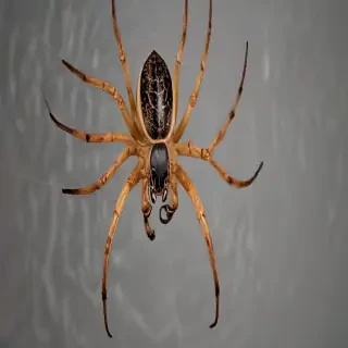png spider
