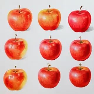 apple drawings