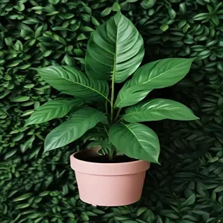 plant phone wallpaper