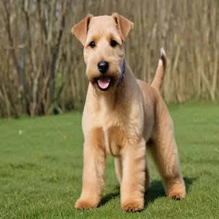 lakeland terrier