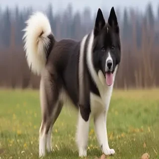 akitamatian dog breed