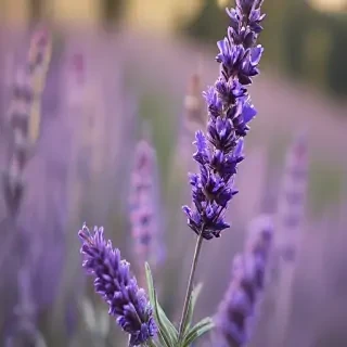 lavender iphone wallpaper