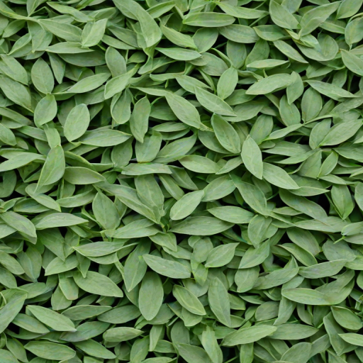 sage green photos