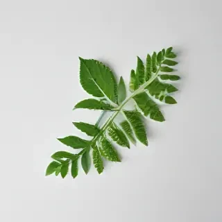 green on white background